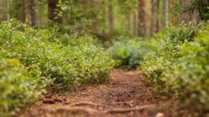 durham forest path.1911111340550